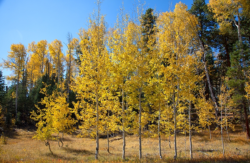 Espen in Reih und Glied